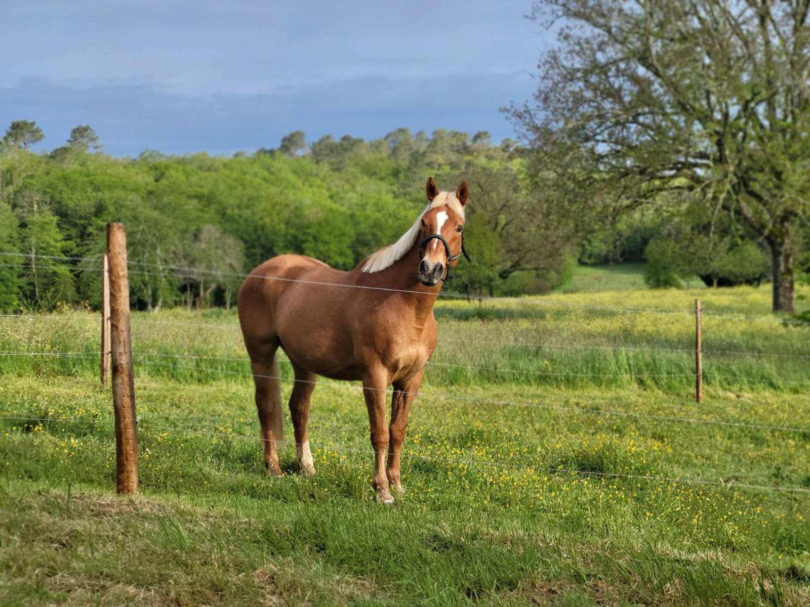 Maison Chaleureuse A La Campagne Payrignac Bagian luar foto